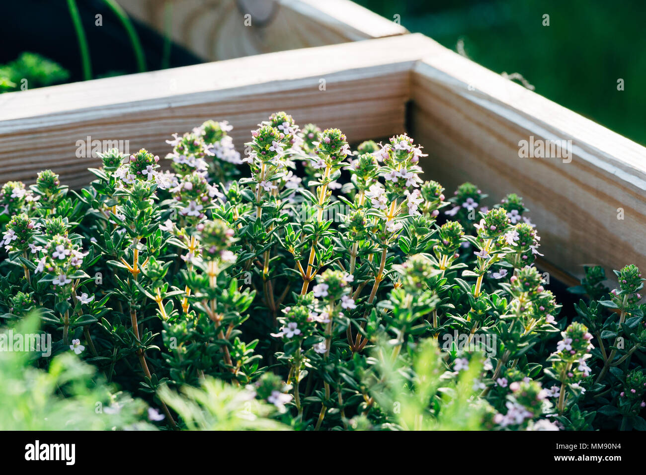 Closeup of blooming thyme herbs Stock Photo Alamy