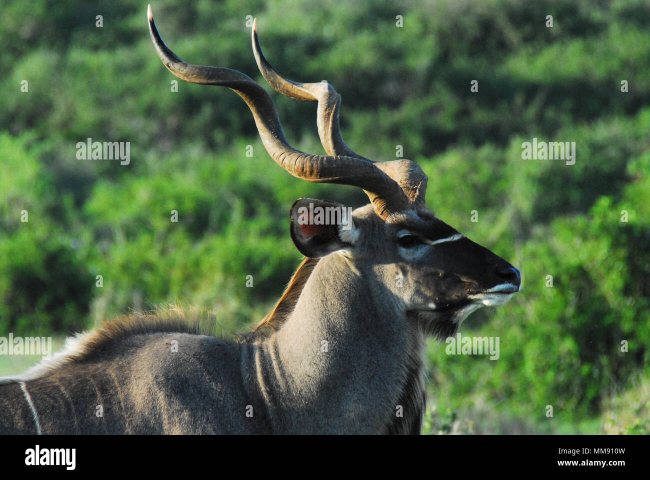 Extreme close up of a beautiful wild Kudu Antelope encountered on safari in South Africa. Stock Photo