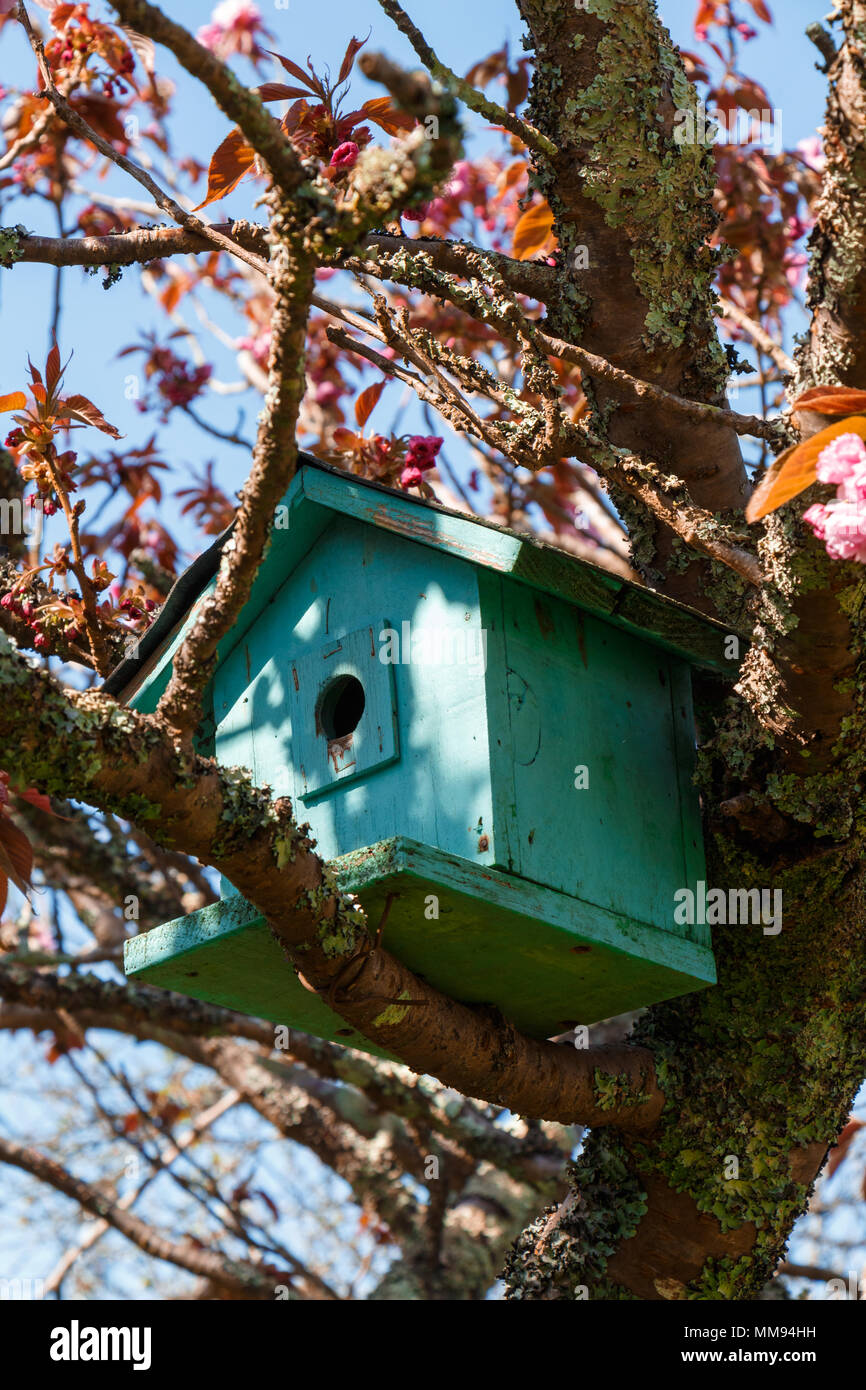 Green birdhouse on a branch in a japanese cherry tree Stock Photo