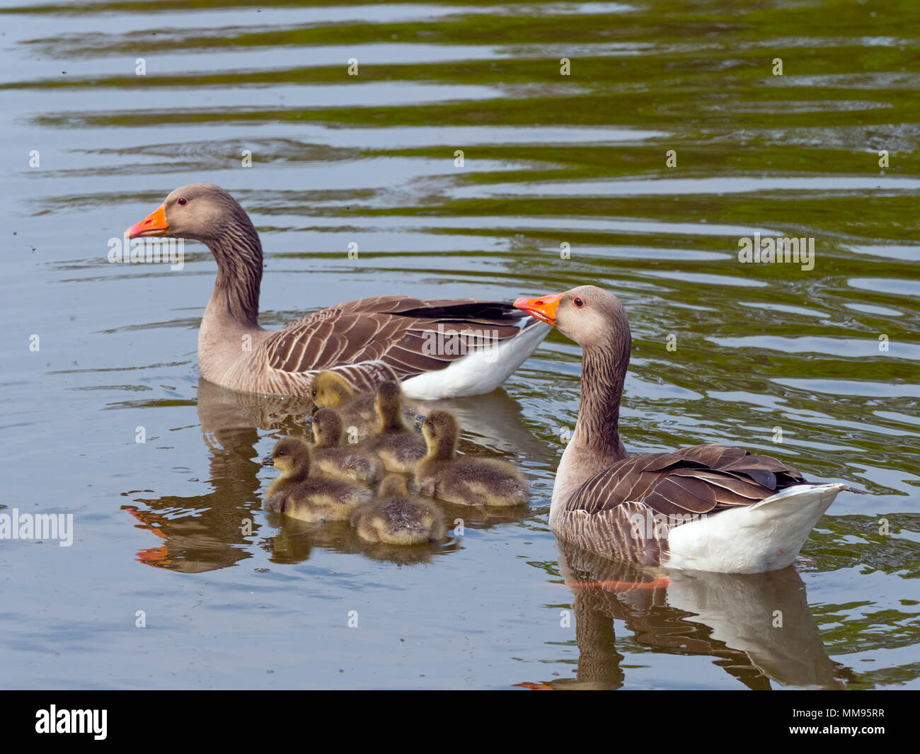 Greylag Goose Anser anser & Brood Stock Photo