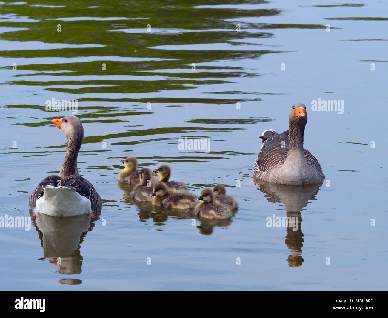 Greylag Goose Anser anser & Brood Stock Photo
