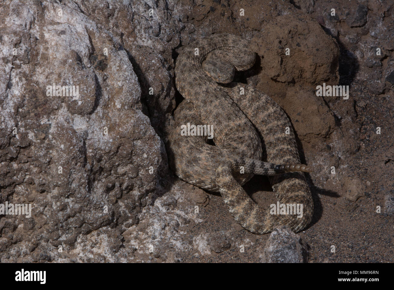 Horse Head Island Rattlesnake (Crotalus polisi) from Isla Cabeza de Caballo, Baja California, Mexico. Stock Photo