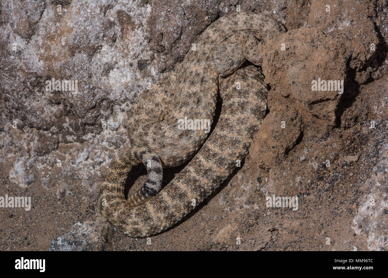 Horse Head Island Rattlesnake (Crotalus polisi) from Isla Cabeza de Caballo, Baja California, Mexico. Stock Photo