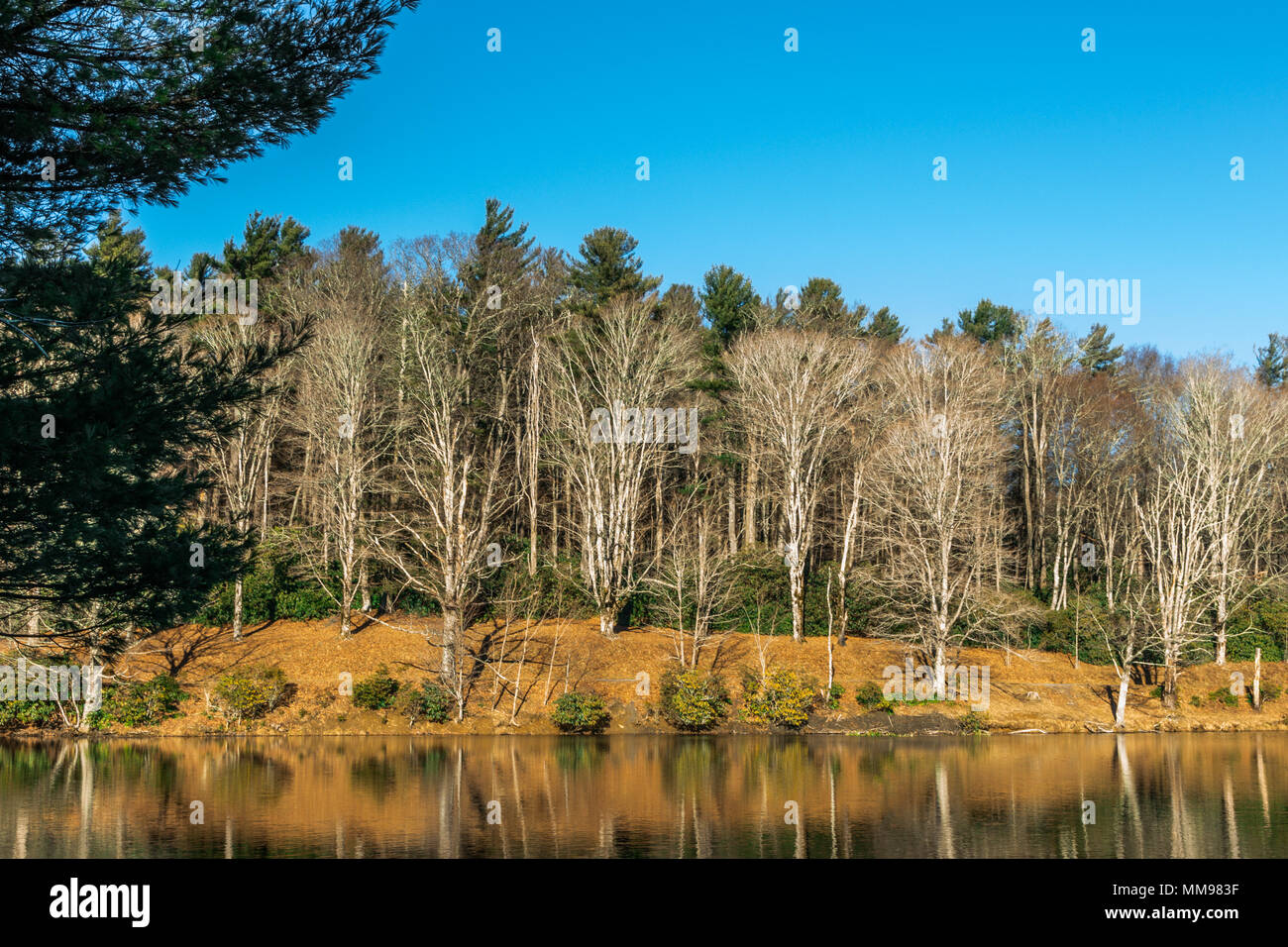 Clear, blue sky on winter day at a mountain lake, with shoreline evergreen and barren trees reflecting into the still water  Landscape background. Stock Photo