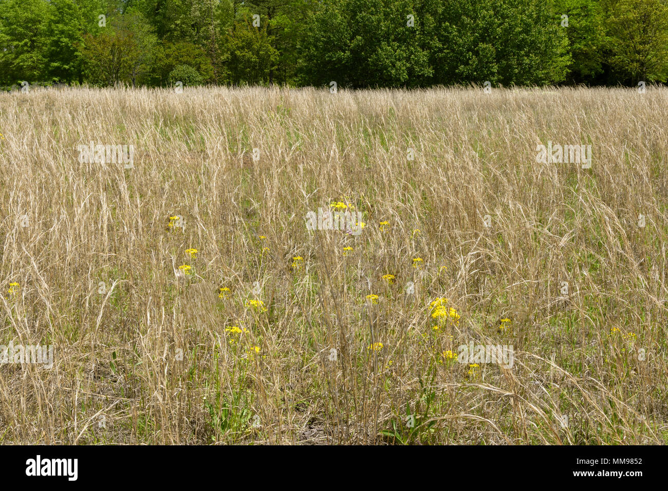 Rye grass and yellow dandelions in foreground, green trees in background. Stock Photo