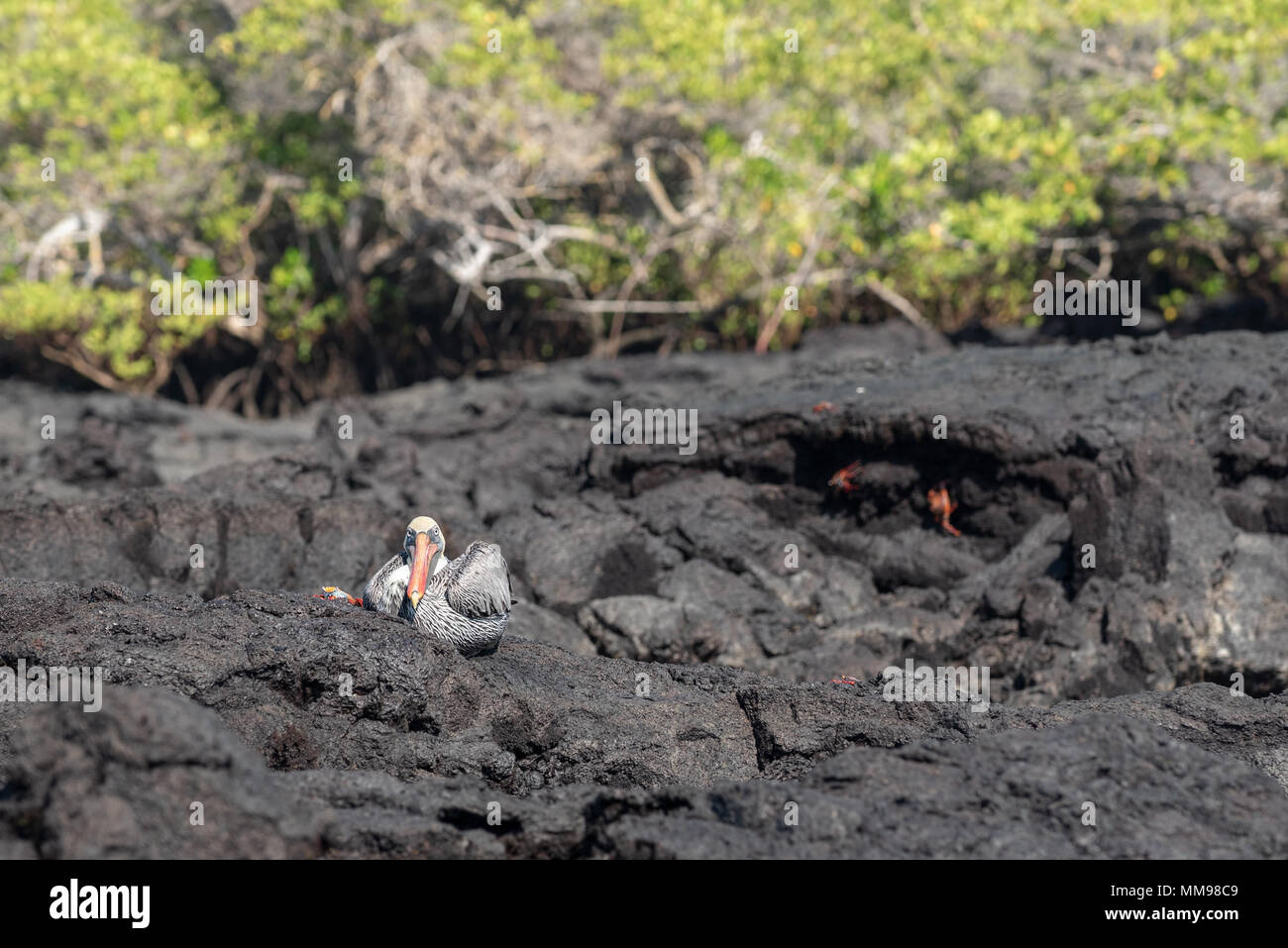 Pelican and Sally Lightfoot crab, Galapagos Islands, Ecuador. Stock Photo