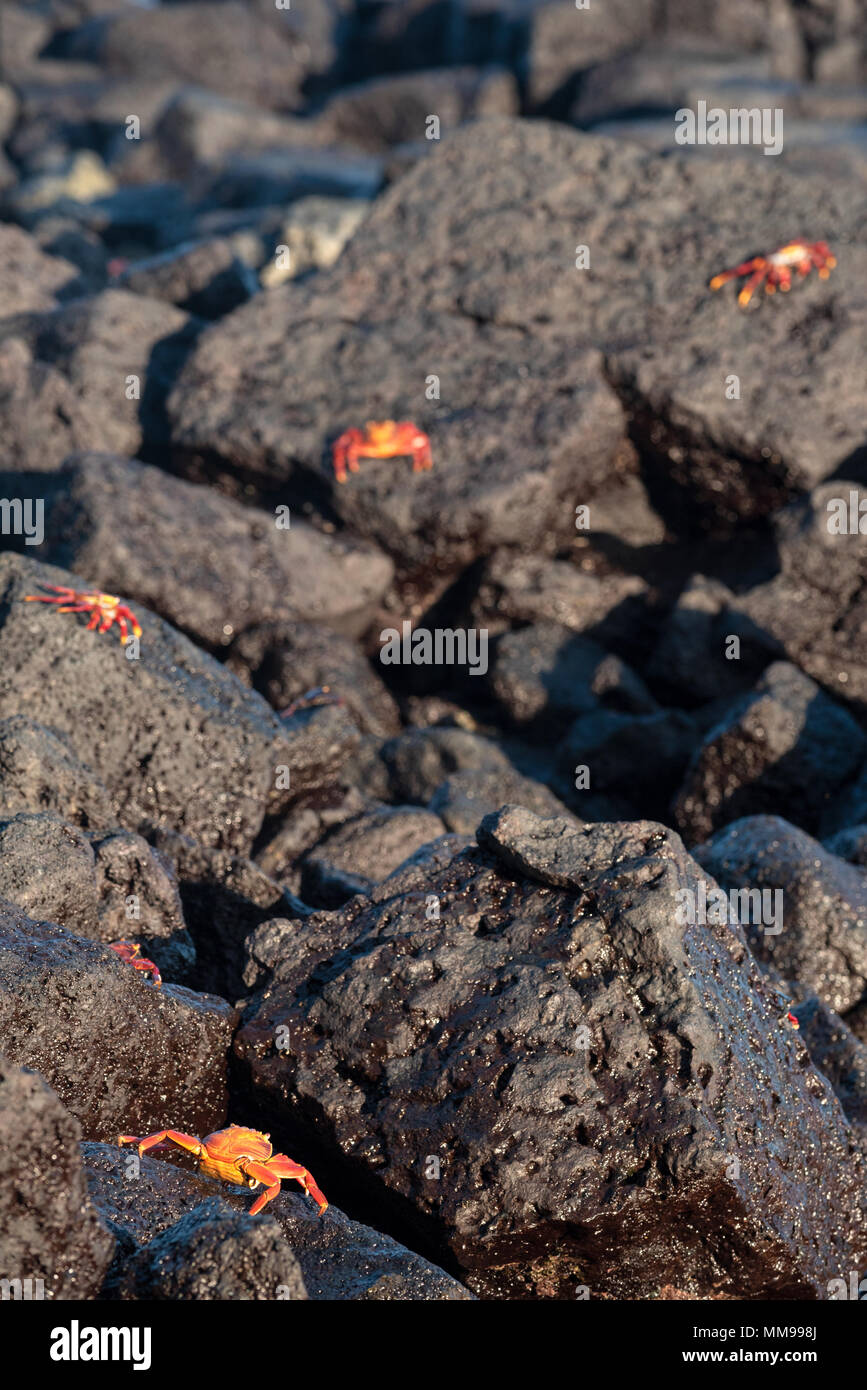 Red crabs galapagos islands hi-res stock photography and images - Alamy