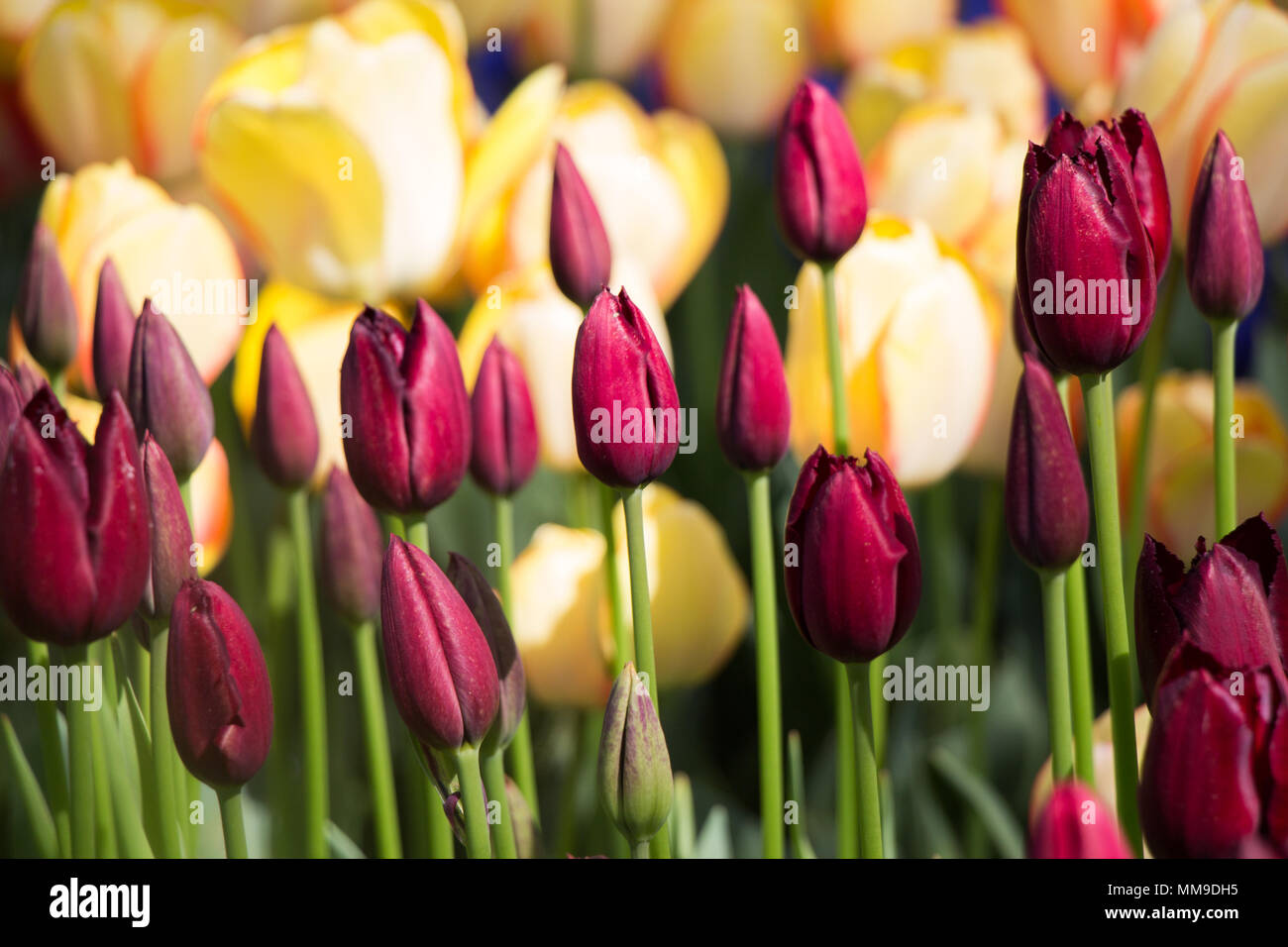 Colorful tulip flowers bloom in the spring garden Stock Photo - Alamy