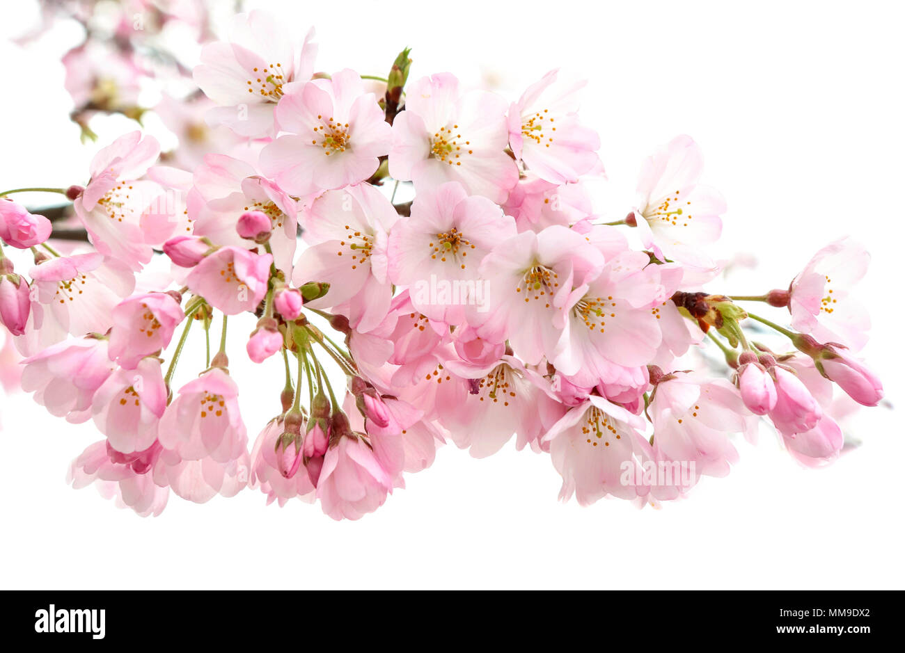 Japanese Cherry Blossom (Prunus x yedoensis), Sakura, flowering, Tokyo, Japan Stock Photo