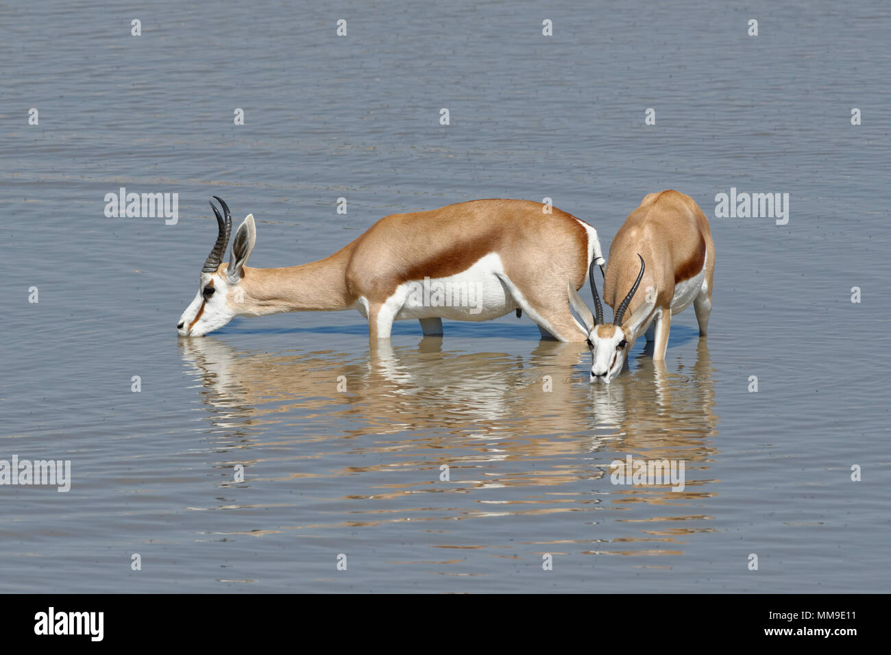 Springboks (Antidorcas marsupialis), male and female, standing in water, drinking, Okaukuejo waterhole, Etosha National Park Stock Photo