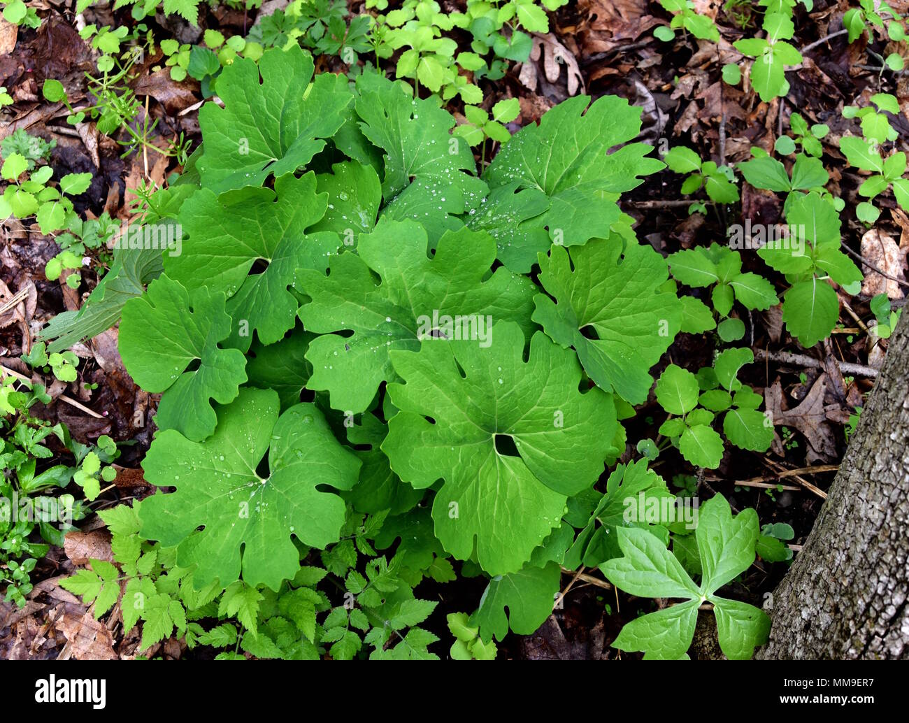 Bloodroot Sanguinaria Canadensis Stock Photos & Bloodroot Sanguinaria ...