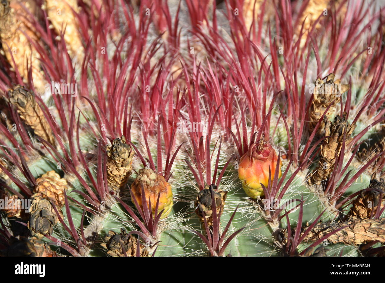 Closeup on the thorns of a fire barrel cactus Stock Photo