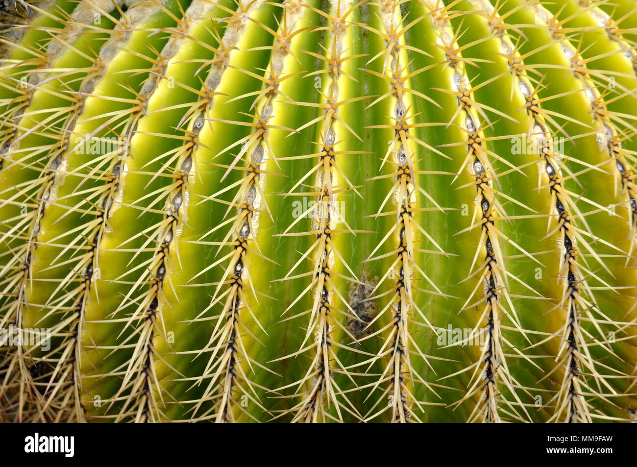Closeup on the thorns of a cactus plant Stock Photo