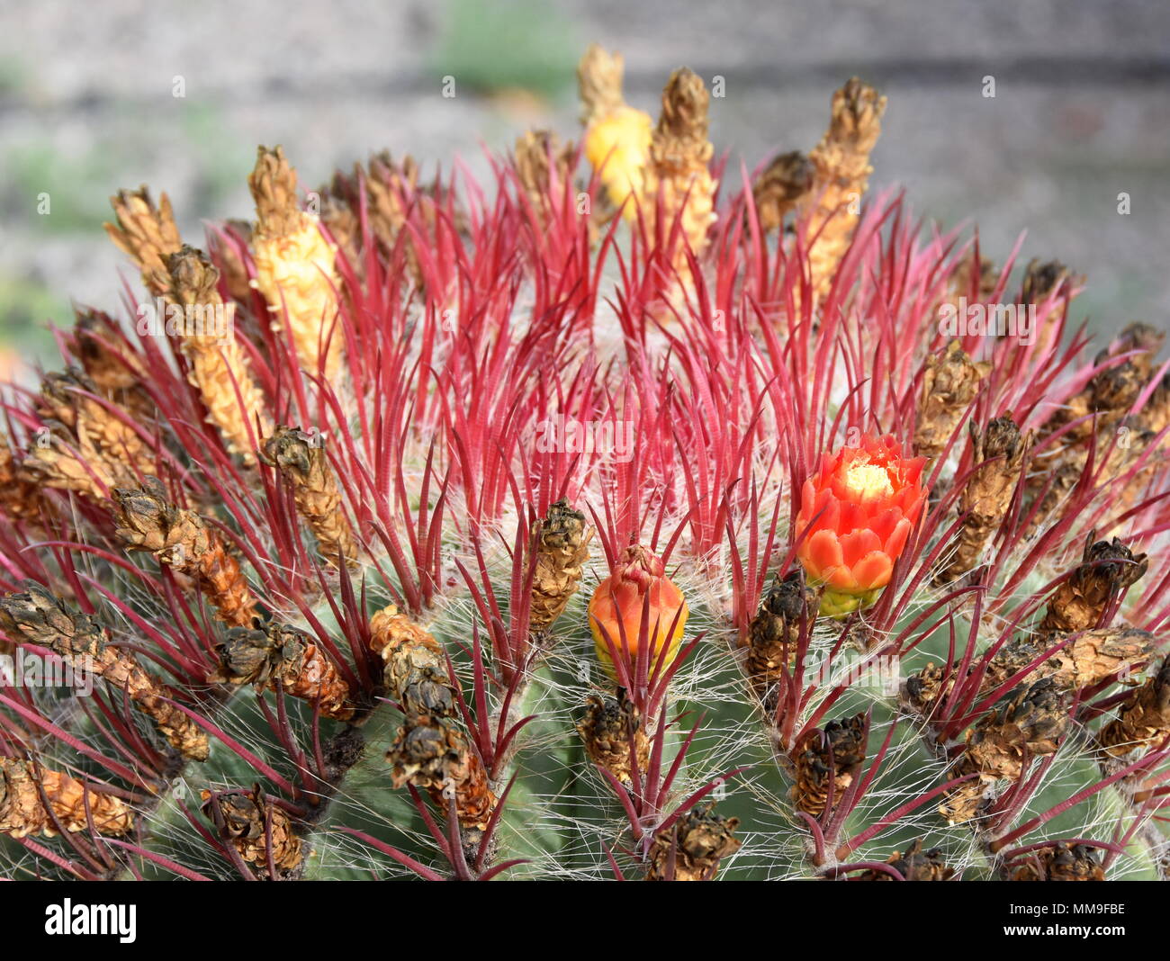 Closeup on the thorns of a fire barrel cactus Stock Photo