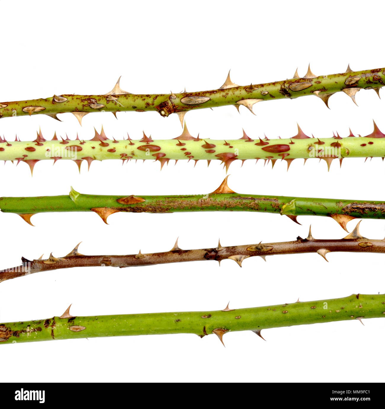 Thorns branch hires stock photography and images Alamy