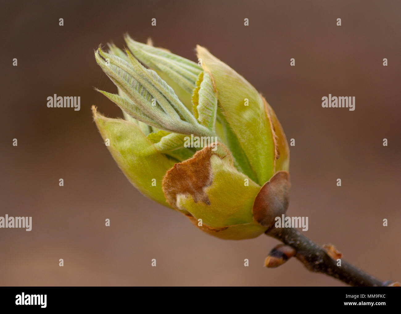 Bud horsechestnut tree (Aesculus hippocastanum Stock Photo Alamy