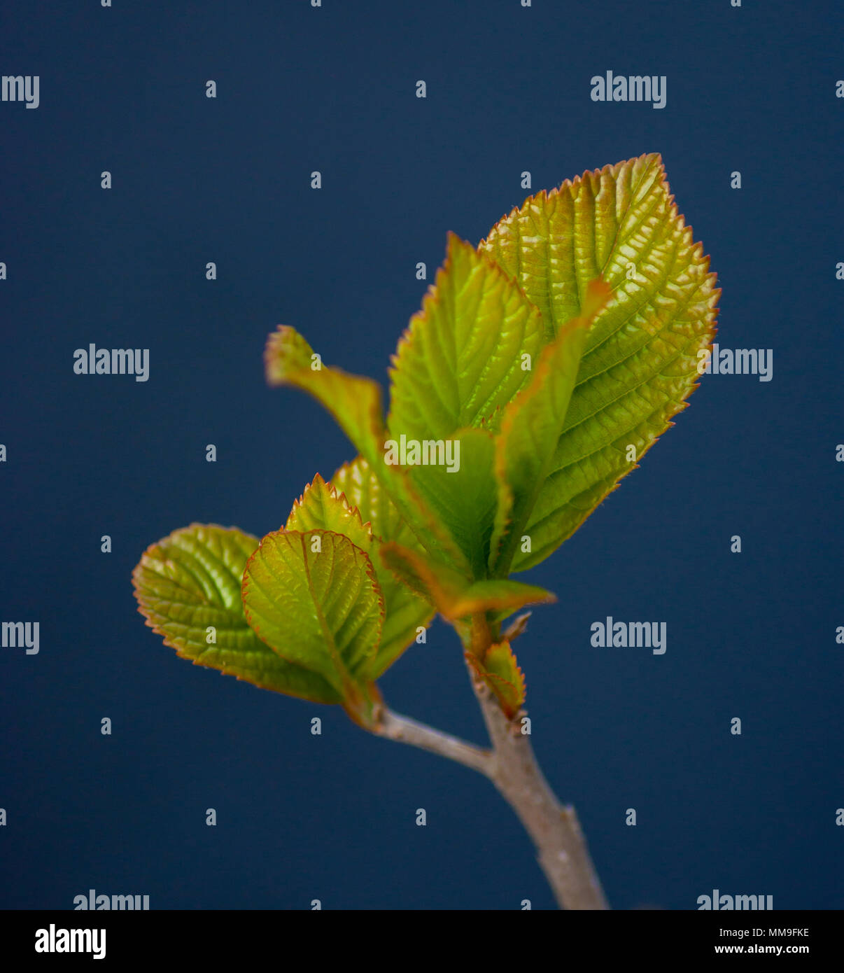 Close up shoot leaves hi-res stock photography and images - Alamy