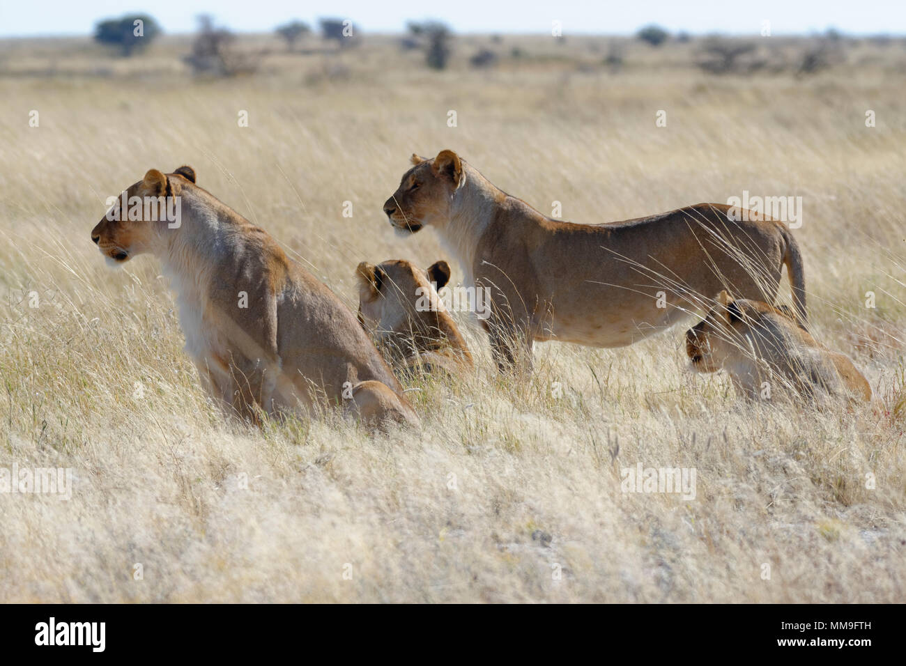 Lionesses (Panthera leo) in the dry grass, looking round, alert, Etosha National Park, Namibia, Africa Stock Photo