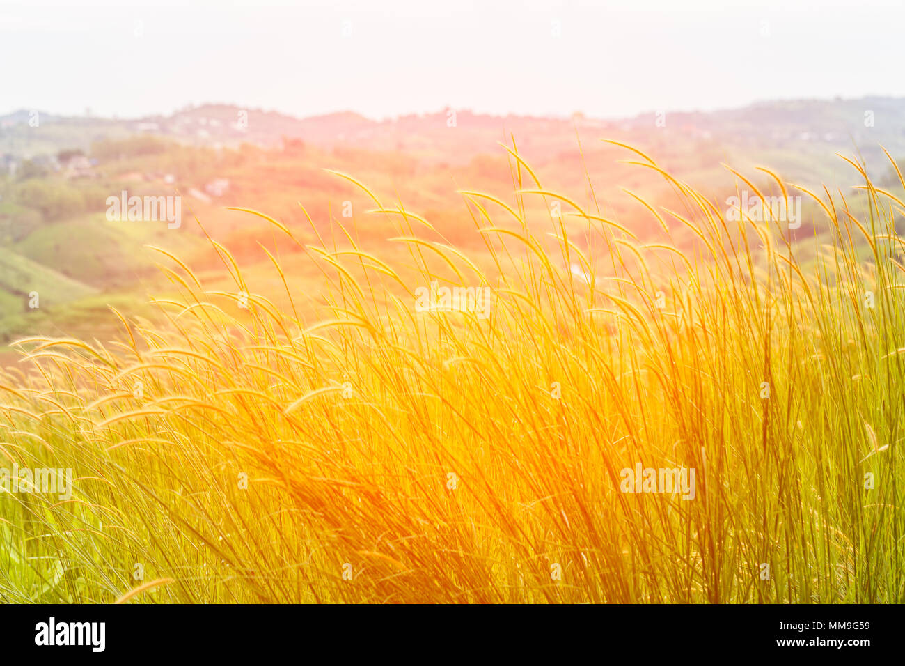 green grass on the meadow at sunset Stock Photo - Alamy