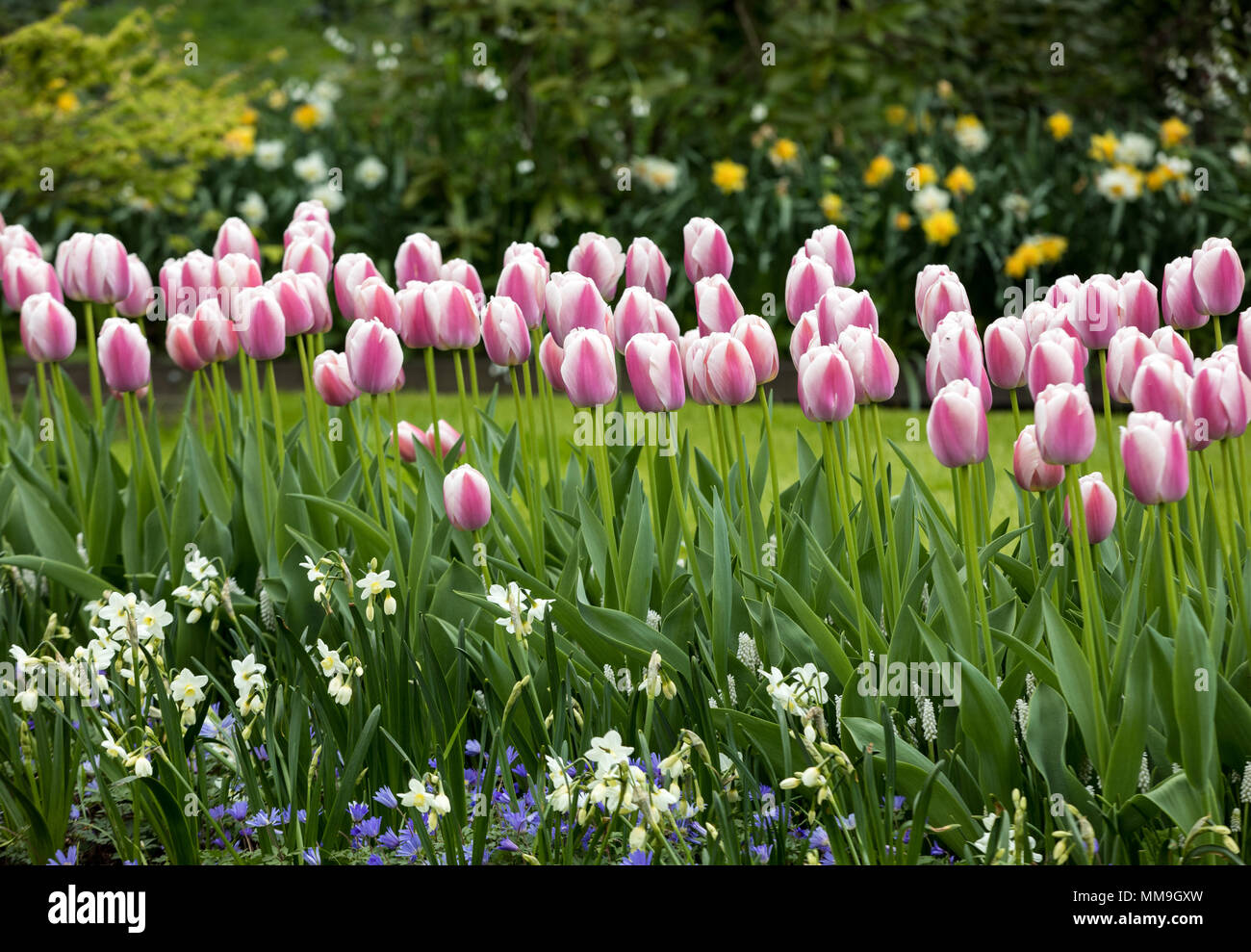 colorful tulips and daffodils blooming in a garden Stock Photo Alamy