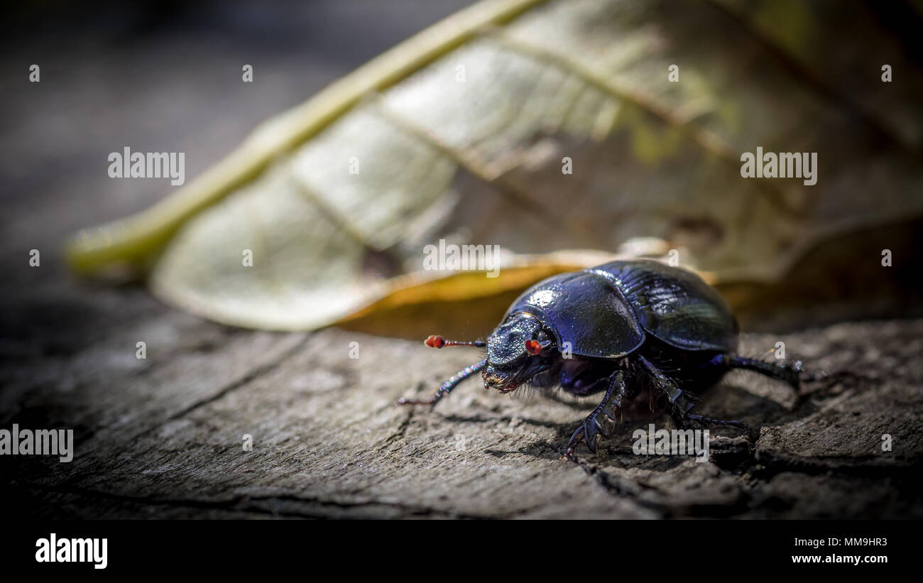 Beetle macro shot Stock Photo