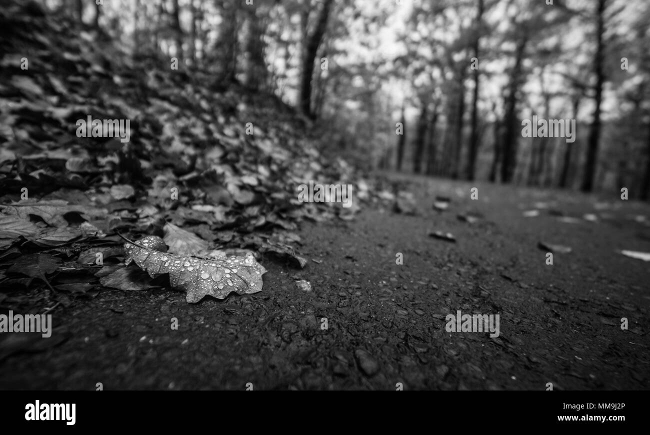 Autumn leaves black and white Stock Photo