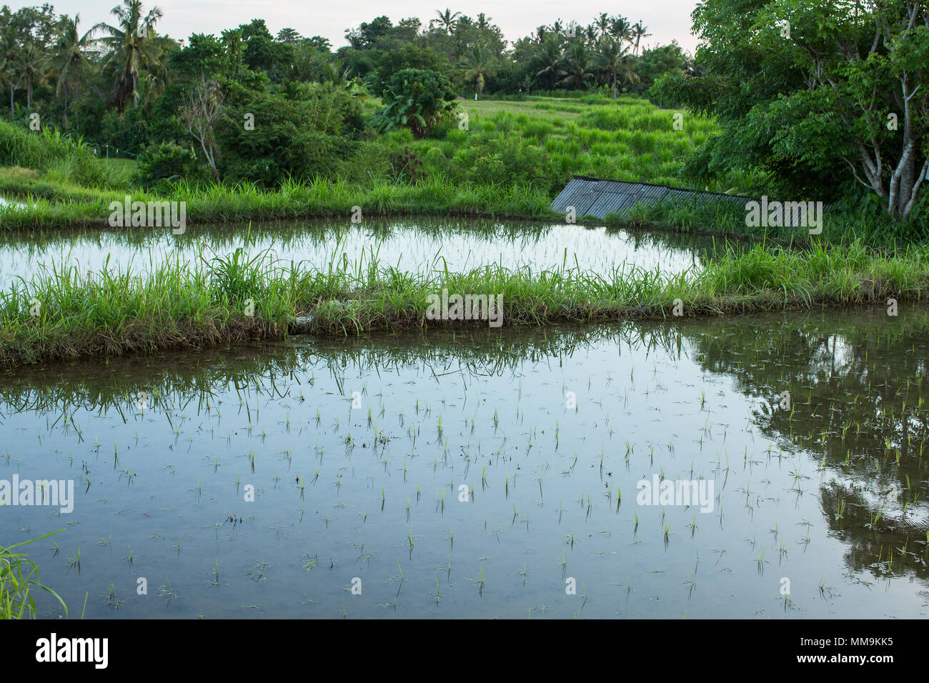 Rice fields on the Bali island, Indonesia Stock Photo - Alamy