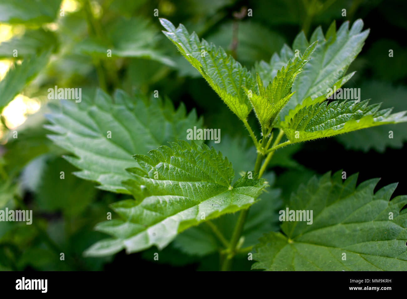 Stinging to the touch hi-res stock photography and images - Alamy