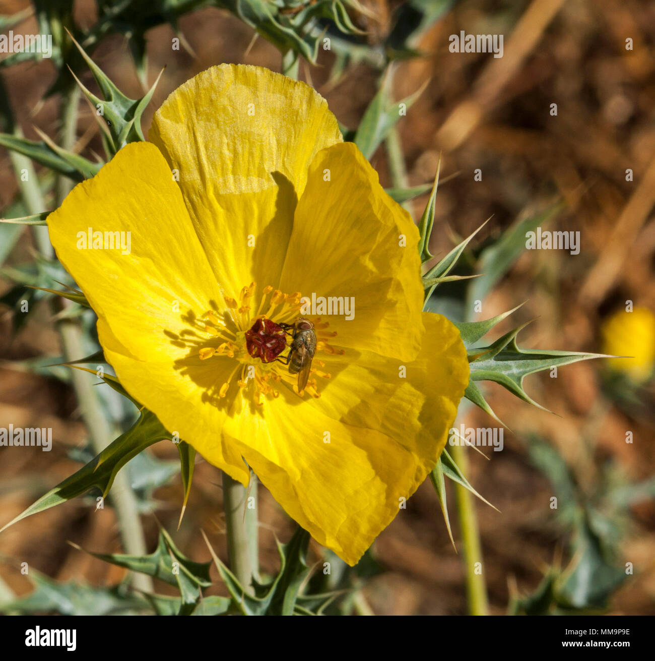 Vivid yellow flower and foliage of Argemone mexicana, Mexican prickly poppy, with a fly pollinating this Australian weed species Stock Photo