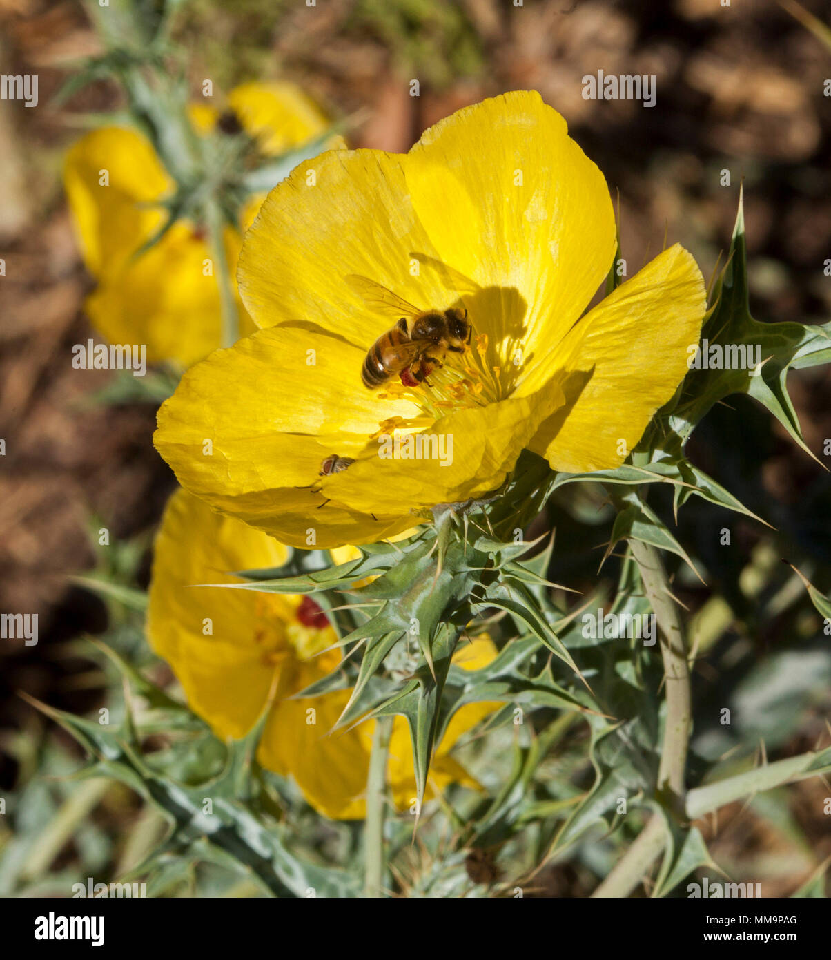 Vivid yellow flower and foliage of Argemone mexicana, Mexican prickly poppy, with bee collecting pollen from this Australian weed species Stock Photo
