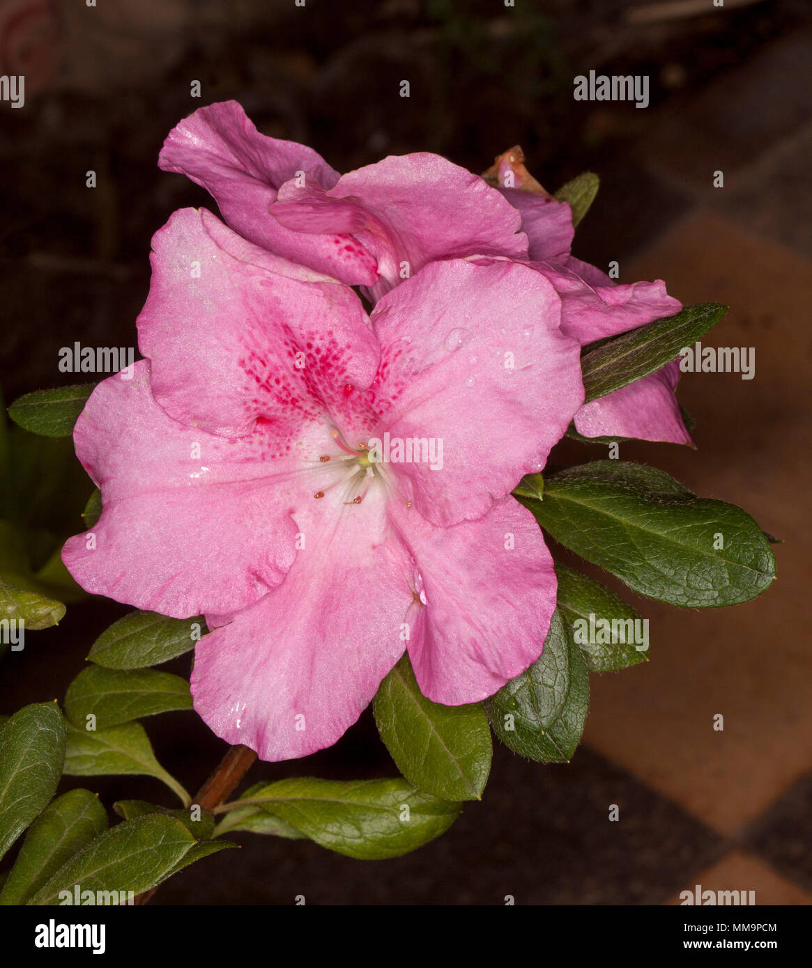 Large bright pink flower and dark green leaves of Azalea indica 'Pink Dream' against dark background Stock Photo