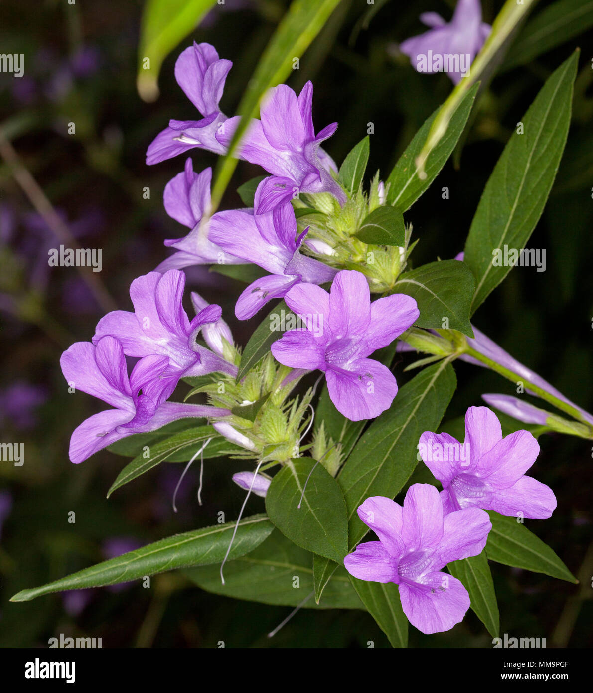 Cluster of beautiful mauve / pink flowers and vivid green leaves of Barleria cristata, Philippines violet, evergreen shrub, on dark background Stock Photo