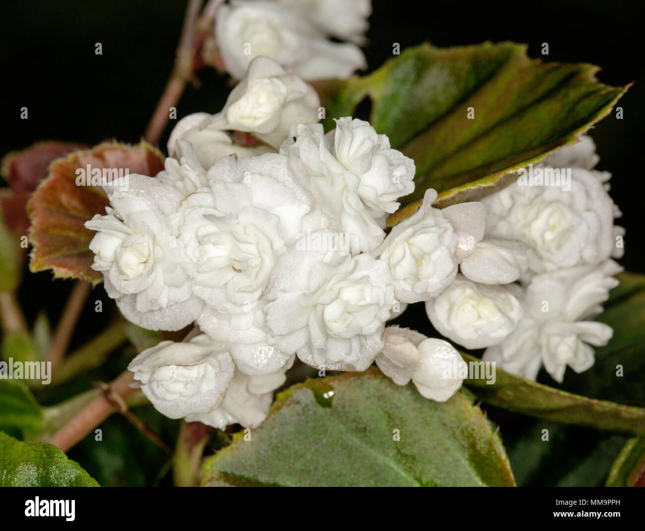 Cluster of double white flowers and red and green leaves of Begonia semperflorens 'Doublet' , bedding begonia, against dark background Stock Photo