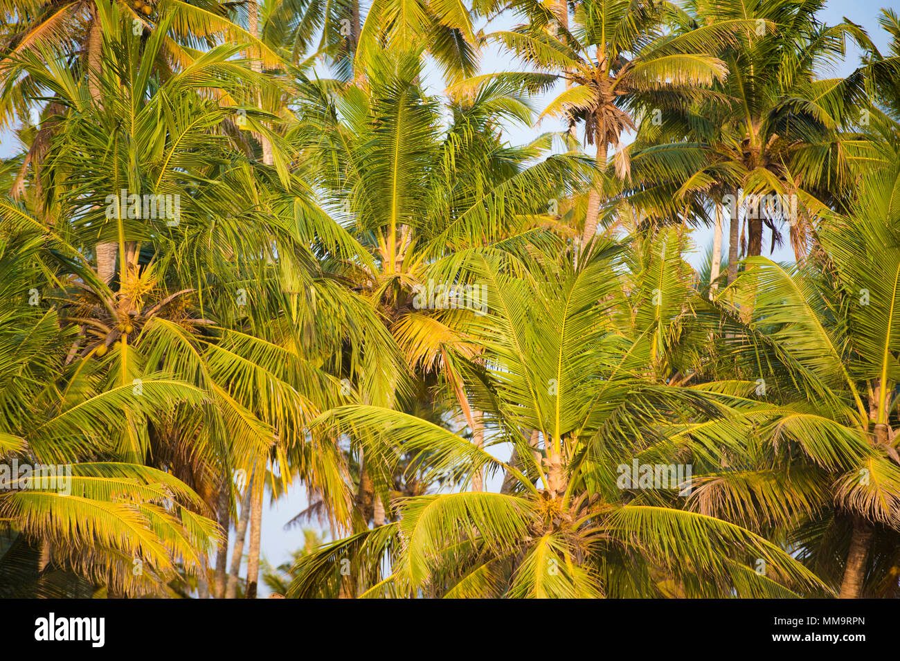 Kerala Coconut Tree Stock Photos & Kerala Coconut Tree Stock Images - Alamy
