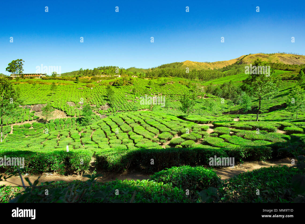 Beautiful expanse of green tea plantations at sunset, grown in terraces on the hills of Darjeeling. India. Stock Photo