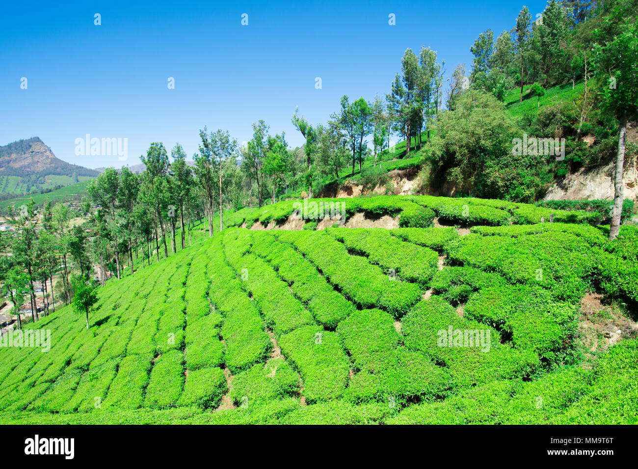 Beautiful expanse of green tea plantations at sunset, grown in terraces on the hills of