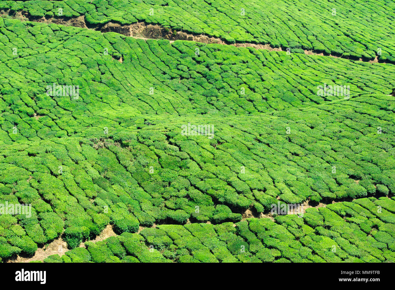 Beautiful expanse of green tea plantations grown in terraces on the hills of Darjeeling, India. Stock Photo