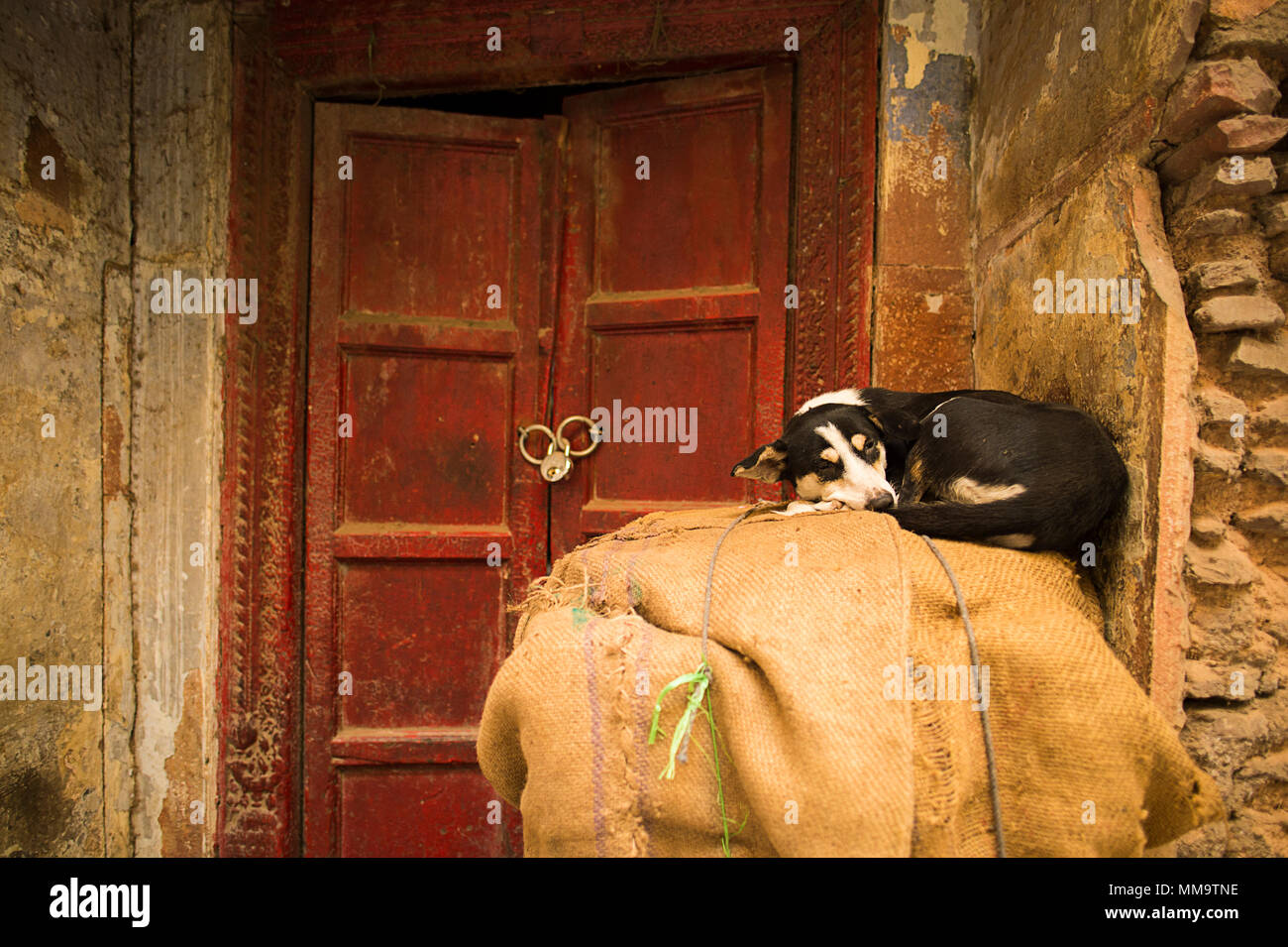 Dog sleeping in front door hi res stock photography and images Alamy