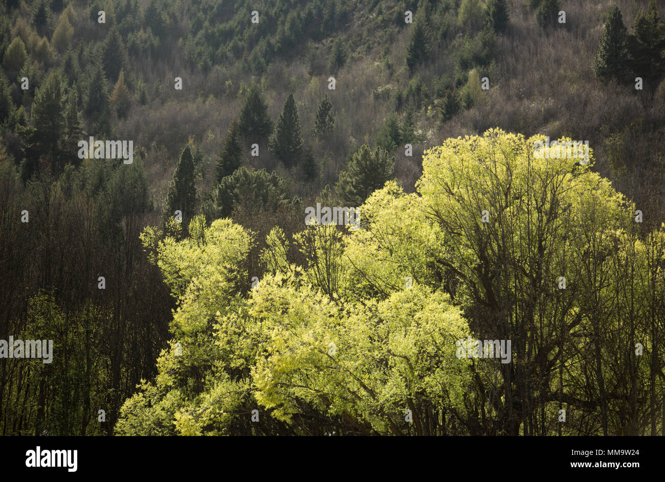 Trees in Spring, Arrowtown Stock Photo - Alamy