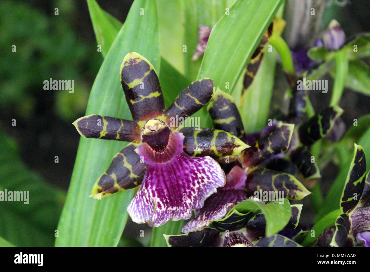 Close up of a cluster of Zygopetalum orchids in full bloom Stock Photo