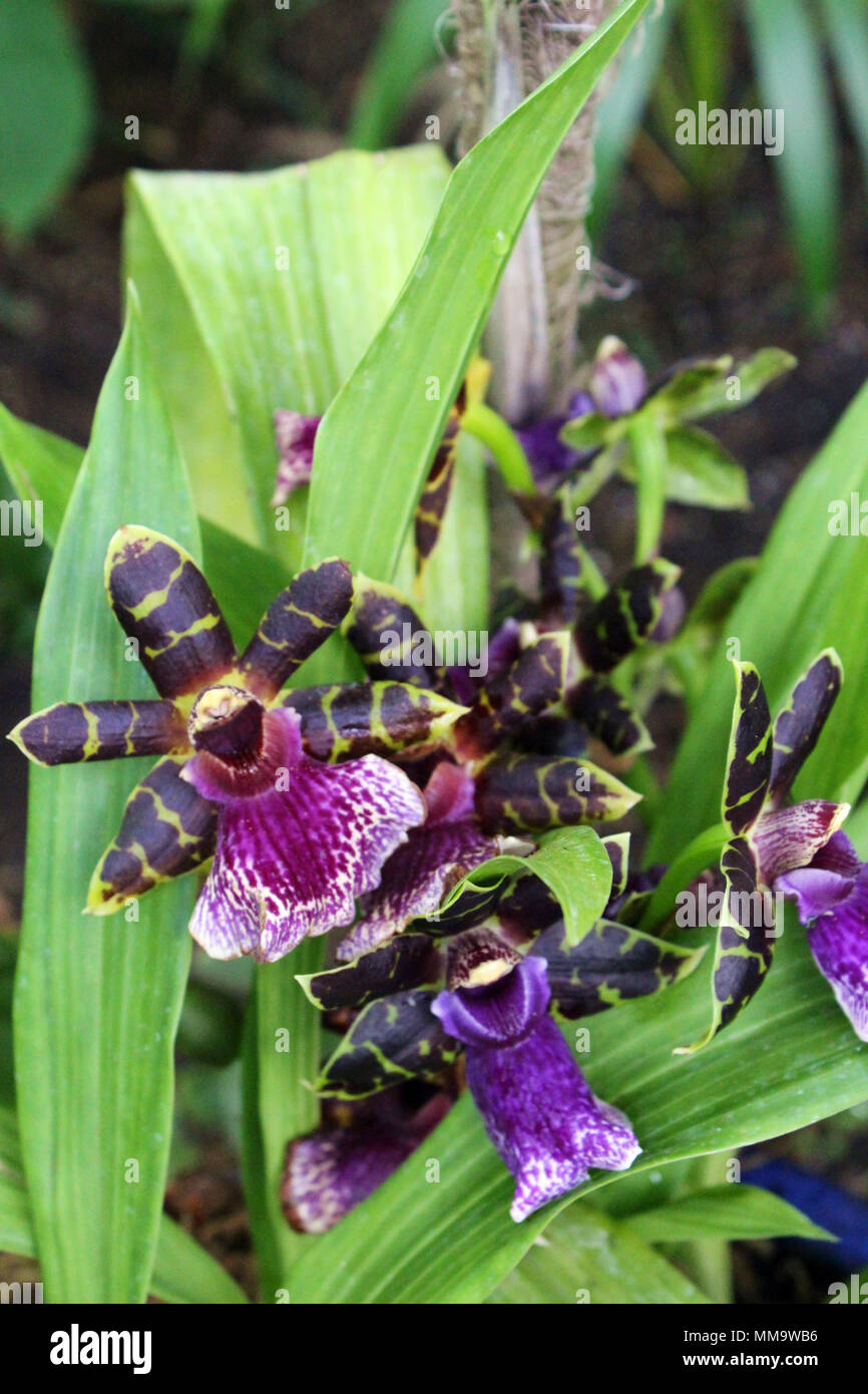 Close up of a cluster of Zygopetalum orchids in full bloom Stock Photo