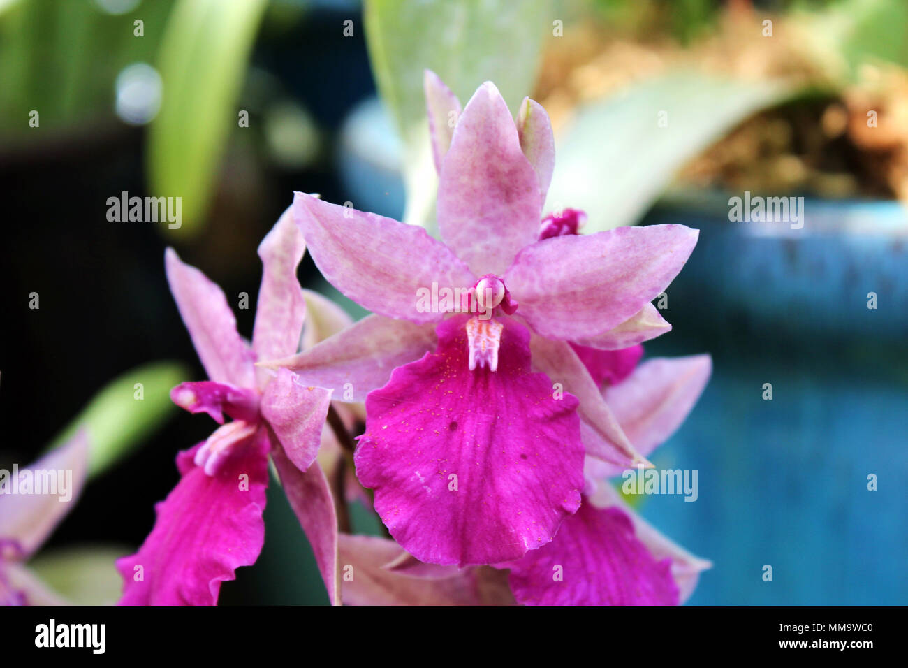 Cluster of pink orchids hi-res stock photography and images - Alamy