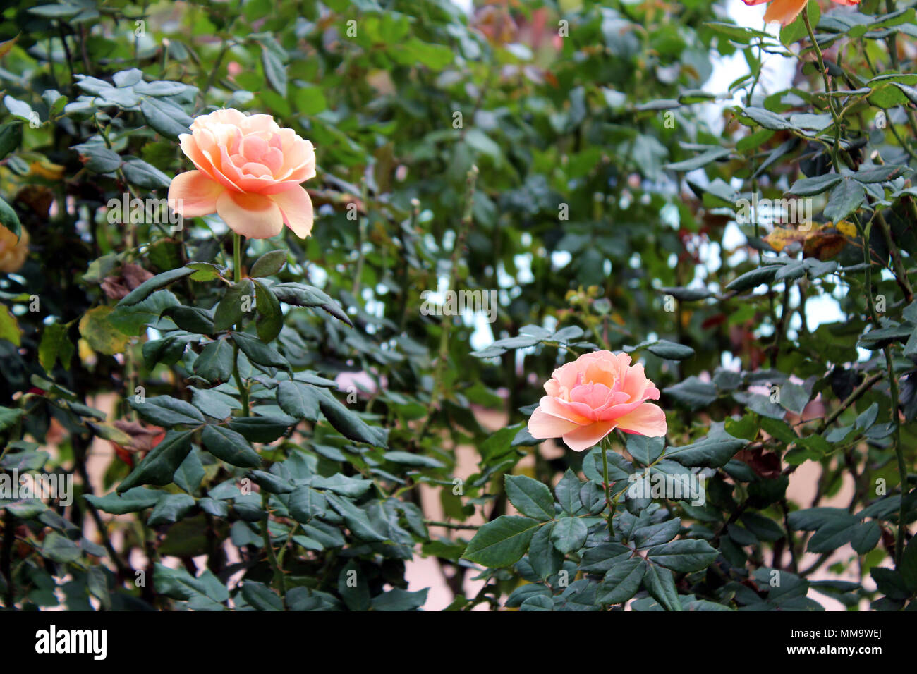 Peach roses at Inex Grant Parker Memorial Rose Garden in Balboa Park