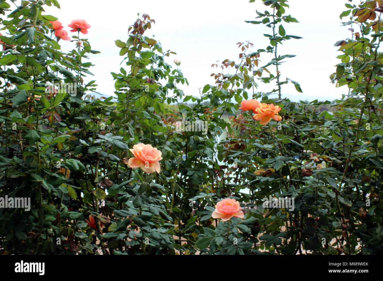 Peach roses at Inex Grant Parker Memorial Rose Garden in Balboa Park