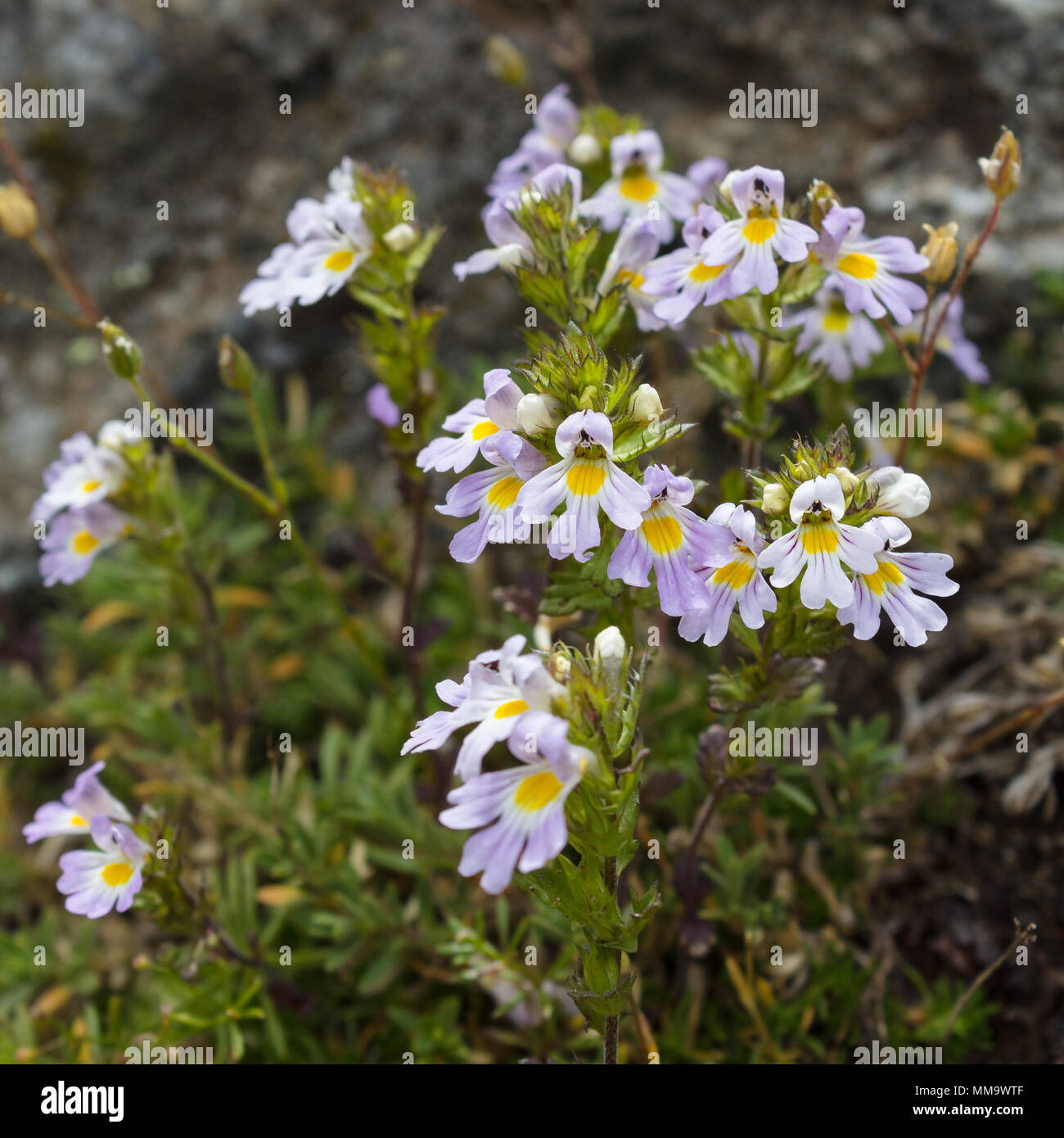 Alpine wild flower, Euphrasia Alpina (Eyebright) at 2600 meters of altitude. Aosta valley, Italy. Eyebright is used in treating eye infections. Stock Photo