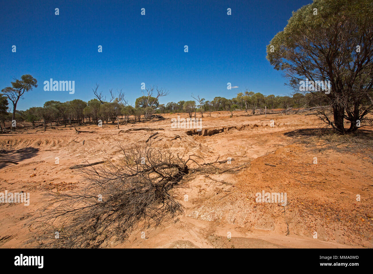 Severely eroded landscape with bare red soil cleared of trees and remaining trees in background under blue sky in outback Queensland Australia Stock Photo