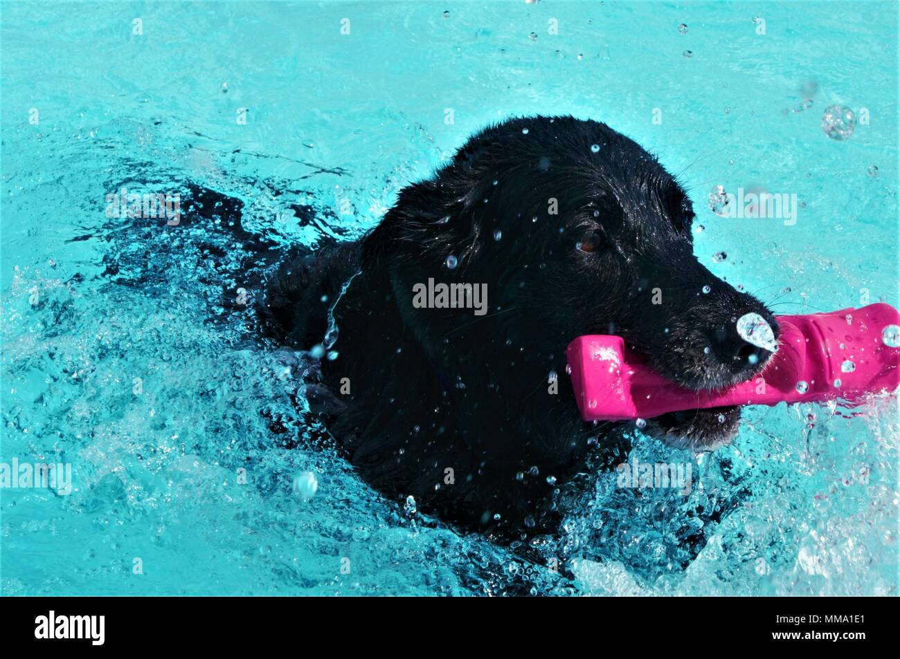 Kiley, a black Labrador retriever, catches a play toy in the pool during the third annual Doggy Swim Day September 23, 2017 at the Fort Bliss Community Pool. Kiley is the pet of Sarrah Morgan, the event coordinator for Doggy Swim Day. (Army Photo by SGT Apryl N. Bowman, 24th Press Camp Headquarters) Stock Photo