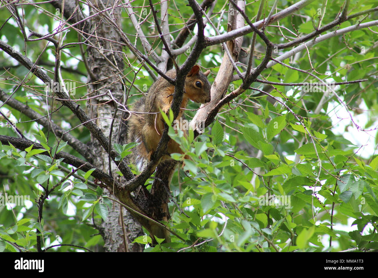 Chattering Squirrel Watching a Cat from The Safety of  a Tree Stock Photo