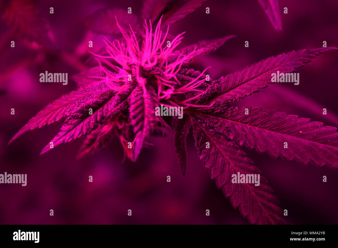 Cannabis Sativa Plant In Bloom Under LED Alternative Light Source Stock Photo