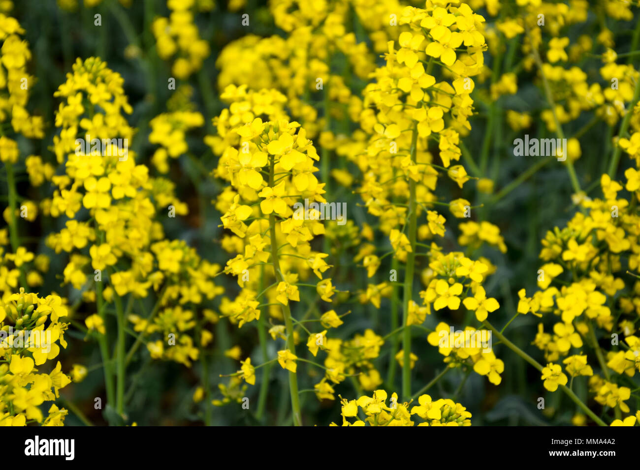 Rapeseed field. Background of rape blossoms. Flowering rape on the